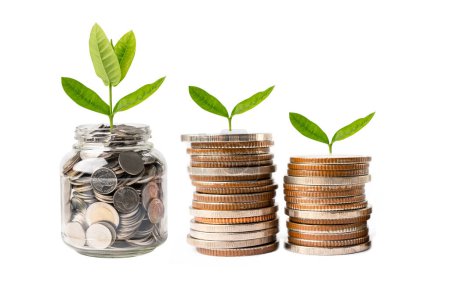 Tree leaf on save money coins, Business finance saving banking investment concept.