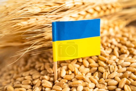 Granos trigo con bandera de Ucrania, exportación comercial y concepto de economía.