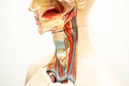 Téléchargez les photos : Anatomie modèle de la gorge, du pharynx et du larynx pour le cours de formation médicale, enseignement de l'enseignement de la médecine. - en image libre de droit