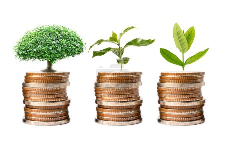 Tree plumule leaf on save money stack coins, Business finance saving banking investment.