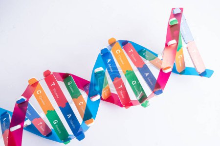 DNA oder Deoxyribonukleinsäure ist eine Doppelhelix-Kettenstruktur, die aus Basenpaaren besteht, die an einem Zuckerphosphat-Rückgrat befestigt sind..
