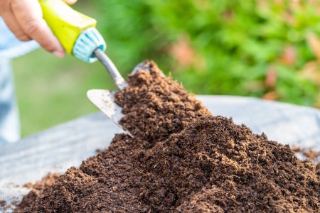 Gärtnerin mit Torfmoos Biomasse verbessert Boden für die Landwirtschaft Biopflanzenanbau, ökologisches Konzept.