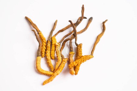 Cordyceps oder Ophiocordyceps sinensis Pilzkraut ist Pilz für als Medizin auf weißem Hintergrund verwendet.