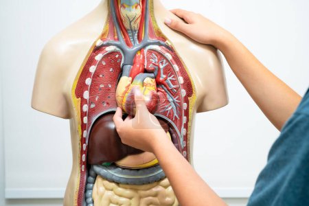 Foto de Estudiante adolescente aprendizaje anatomía biología con modelo de cuerpo humano en el aula en la escuela secundaria. - Imagen libre de derechos