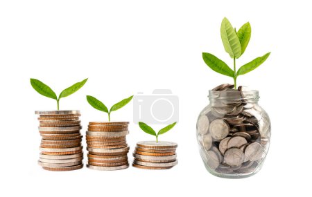 Tree plumule leaf on save money coins, Business finance saving banking investment.