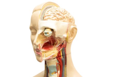 Modèle cérébral humain de l'anatomie de la tête isolé sur fond blanc avec trajectoire de coupe. 