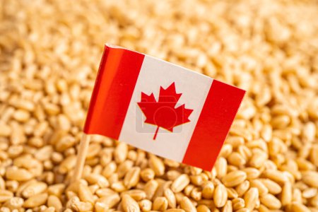Weizenkörner mit kanadischer Flagge, Handelsexport und Wirtschaft. Australienflagge, Handelsexport und Wirtschaft.