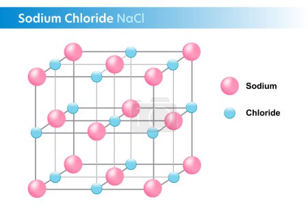 Illustration for Sodium chloride, NaCl structure chemistry, Vector illustration. - Royalty Free Image