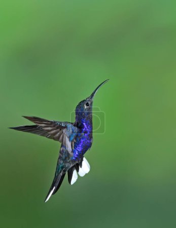 Photo for Violet sabrewing hummingbird (Campylopterus hemileucurus) in flight in Costa Rica - Royalty Free Image