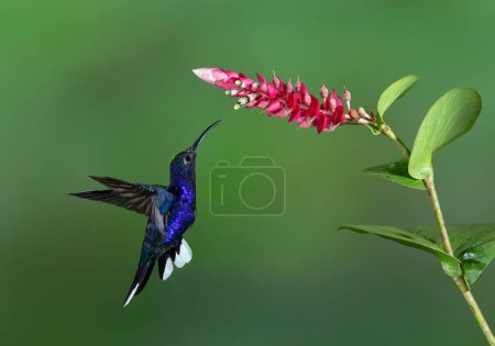 Fioletowy koliber sabrewingowy (Campylopterus hemileucurus) żywiący się kwiatem na Kostaryce