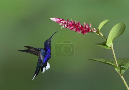 Violet sabrewing hummingbird (Campylopterus hemileucurus) feeding on a flower in Costa Rica