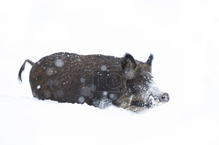 Foto de Jabalí salvaje aislado sobre fondo blanco de pie en la nieve de invierno en Canadá - Imagen libre de derechos