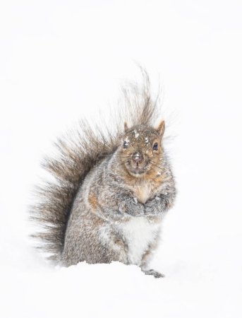 Beautiful fat Grey squirrel posing for me in the winter snow near the Ottawa river in Canada