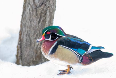 Photo for Closeup of a Wood duck male walking on the snow in Ottawa, Canada - Royalty Free Image