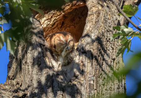 Téléchargez les photos : Petit-duc des montagnes nettoie ses pieds de son nid dans un arbre en été Canada - en image libre de droit