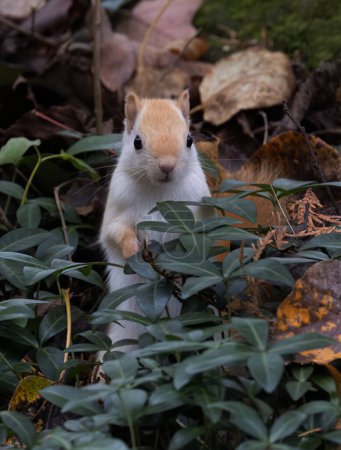 Weißes Eichhörnchen (leukämisches rotes Eichhörnchen) im Herbstwald in Kanada