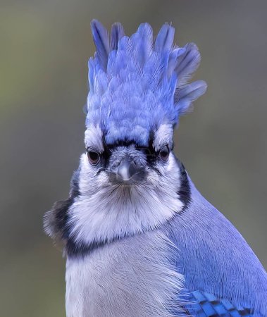 Blue Jay (Cyanocitta cristata) closeup with raised head feathers in autumn in Canada