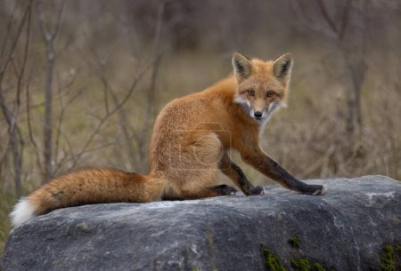 A young red fox with a bushy tail on top of a rock in autumn in Ottawa, Ontario, Canada 