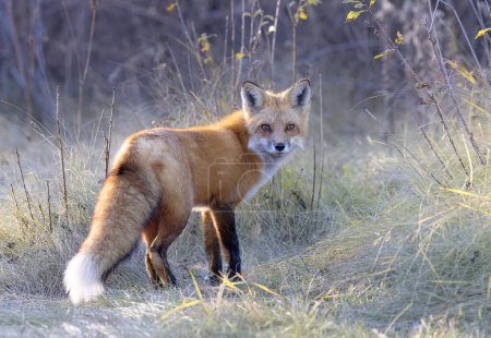 Un jeune renard roux avec une belle queue marchant dans une prairie herbeuse en automne.