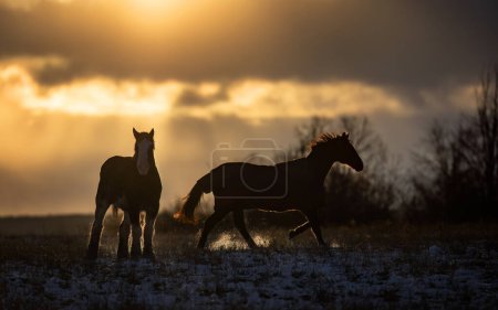 Clydesdale horse silhouettes standing in an autumn meadow at sunset