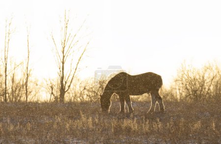 Foto de Una silueta de caballo de Clydesdale de pie en un prado de otoño al atardecer - Imagen libre de derechos