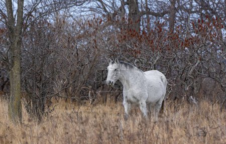 White horse walking through a meadow on Wolfe Island, Ontario, Canada
