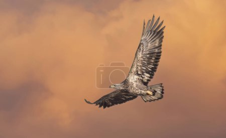 Juvenile American bald eagle in flight hunting over a field on Wolfe Island, Ontario, Canada