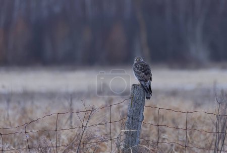 Northern Harrier male sitting on a post on a winter day in Canada