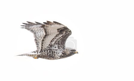Foto de Halcón de patas ásperas en vuelo en Canadá - Imagen libre de derechos