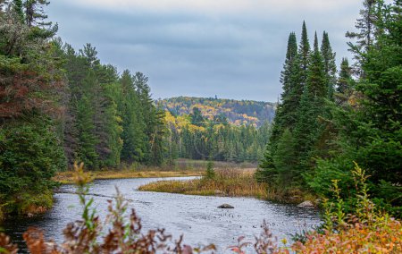 Matin d'automne le long du ruisseau Costello dans le parc Algonquin, Canada