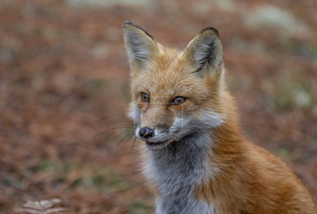 Red fox closeup in autumn in Algonquin Park, Canada