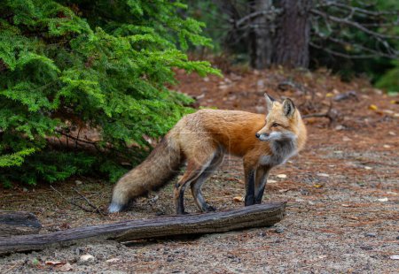 Red fox in autumn in Algonquin Park, Canada