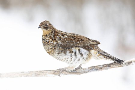 Ruffed grouse perched on a small branch the winter snow in Ottawa, Canada