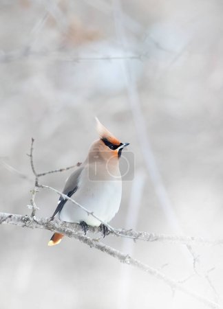 Bohemian Waxwing (Bombycilla garrulus) perched on a branch in a Canadian winter