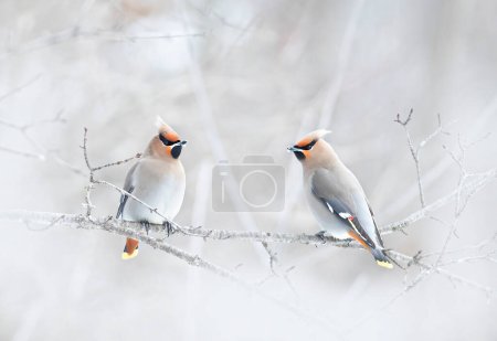 Bohemian Waxwings (Bombycilla garrulus) perched on a branch in a Canadian winter