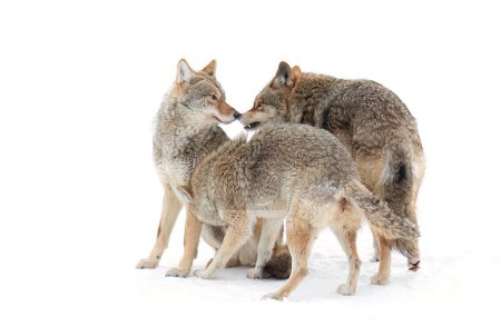 Trois coyotes isolés sur fond blanc dans la neige hivernale au Canada