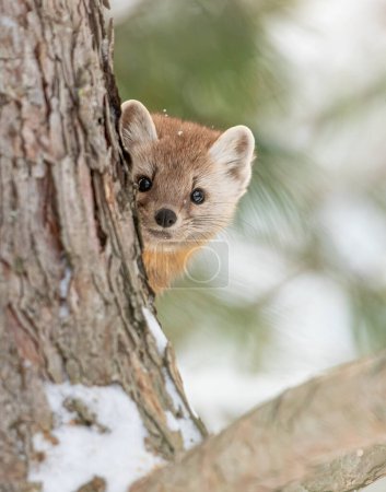 Pine marten hiding behind a tree branch making direct eye contact in winter in Algonquin Park, Canada