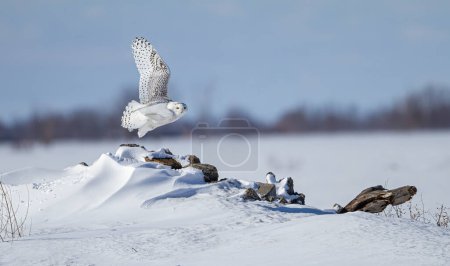 Schneeeule mit ausgebreiteten Flügeln fliegt vor tiefblauem Winterhimmel in der Nähe von Ottawa, Kanada