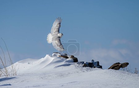 Snowy owl with wings spread out taking flight against a deep blue winter sky hunting near Ottawa, Canada