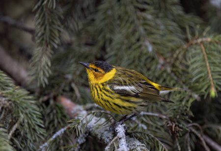 Photo for Cape may warbler perched on branch in spring in Ottawa, Canada - Royalty Free Image