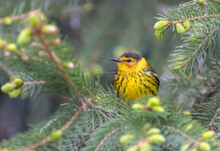 Cape may warbler perched on a pine tree branch in spring in Ottawa, Canada