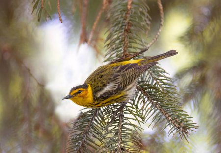 Cape may warbler perched on a pine tree branch in spring in Ottawa, Canada