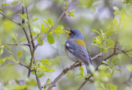 Northern Parula warbler perched on branch singing in spring in Ottawa, Canada