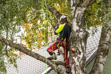 Téléchargez les photos : RIGA, LATVIA. 28th September 2020. Selective focus photo. Arborist on the tree. Arborist is a person whose job is to take care of trees and make sure that they are healthy and safe. - en image libre de droit