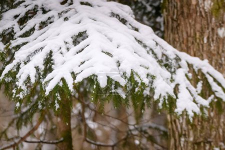 Foto de Selected focus photo. Snow covered spruce trees in the forest. - Imagen libre de derechos