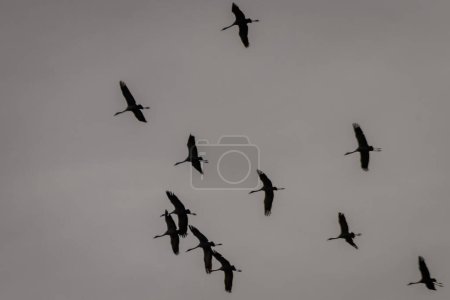 Selective focus photo. Flock of common crane birds flying in the sky.