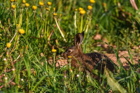 Selective focus photo. Young hare  eats grass and dandelion leafs.