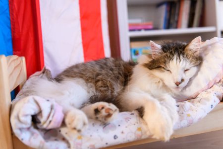 Téléchargez les photos : Photo de mise au point sélective. Un chat dort sur un lit de poupée. - en image libre de droit