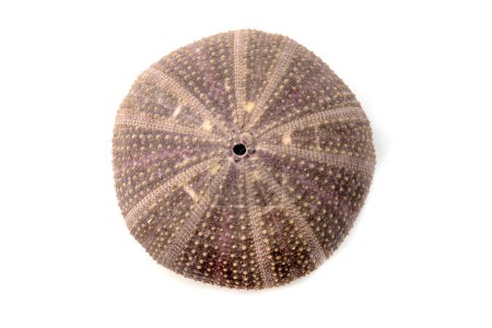 Photo for Test of a sea urchin (Paracentrotus lividus) on a white background - Royalty Free Image