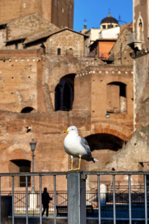 Yellow legged gull (Larus michahellis) in front of the Trajan Forum, Rome, Italy